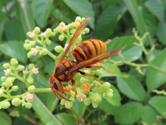 Vespa simillima xanthoptera