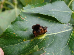 Pemphigus populinigrae