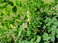 Vicia pisiformis