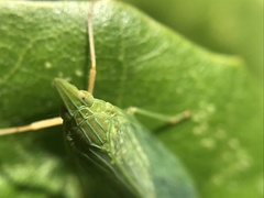 Dictyophara multireticulata