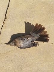 Turdus merula merula