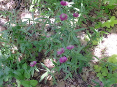 Trifolium alpestre