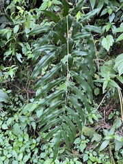 Coniogramme intermedia