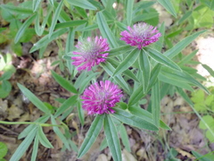 Trifolium alpestre