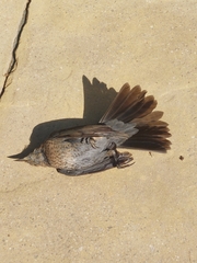 Turdus merula merula