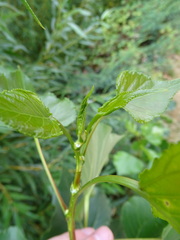 Populus × canadensis