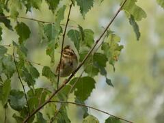 Emberiza rustica