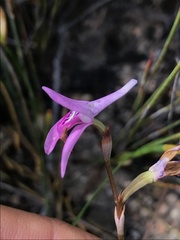 Disa bifida