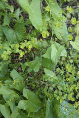 Euphorbia stricta