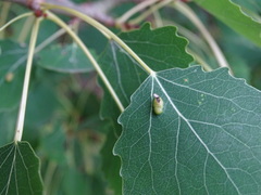 Phyllocoptes populi