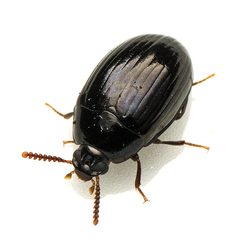 Ceropria peregrina