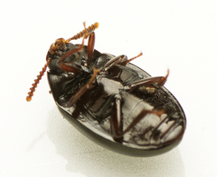 Ceropria peregrina