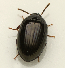 Ceropria peregrina