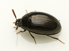Ceropria peregrina