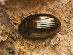 Ceropria peregrina