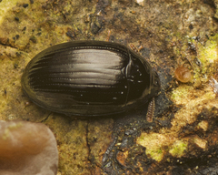 Ceropria peregrina