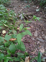 Carpesium divaricatum