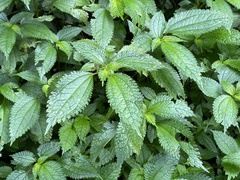 Lecanthus peduncularis