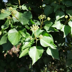 Hedera canariensis