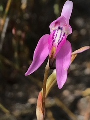 Disa bifida