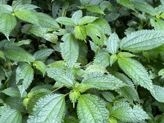 Lecanthus peduncularis
