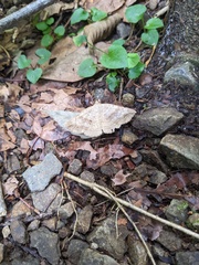 Blasticorhinus unduligera