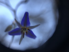 Hemerocallidoideae