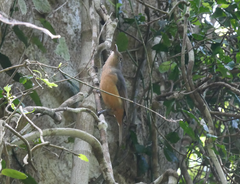 Colluricincla boweri