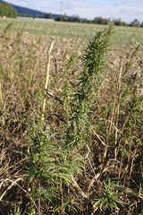 Cannabis sativa spontanea