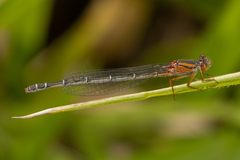Xanthagrion erythroneurum
