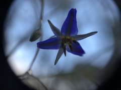 Hemerocallidoideae