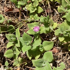 Mesembryanthemum cordifolium
