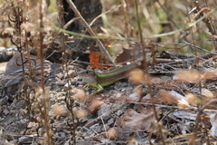 Lacerta viridis