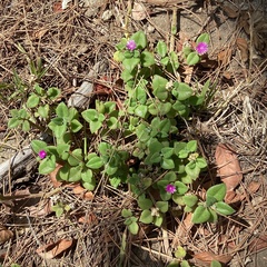 Mesembryanthemum cordifolium