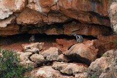 Petrogale lateralis