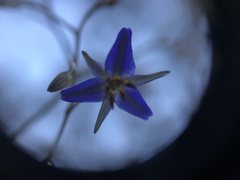 Hemerocallidoideae