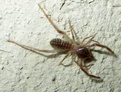 Solifugae