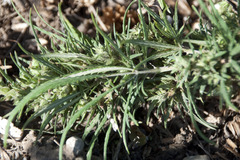 Cannabis sativa spontanea