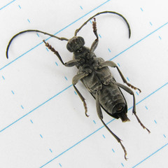 Lepturopsis dolorosa