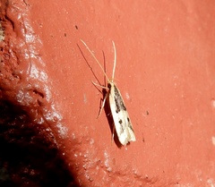 Deltoplastis