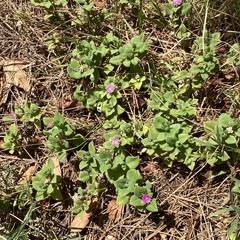 Mesembryanthemum cordifolium