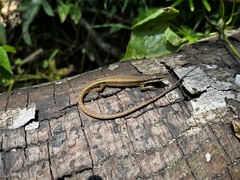 Takydromus kuehnei