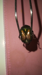 Protaetia cuprea