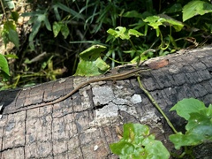 Takydromus kuehnei