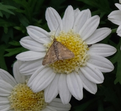 Pyrausta despicata