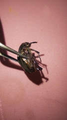 Protaetia cuprea