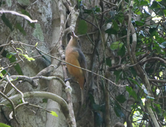 Colluricincla boweri