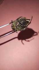 Protaetia cuprea