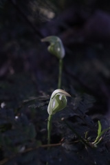 Pterostylis hildae