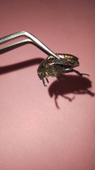 Protaetia cuprea